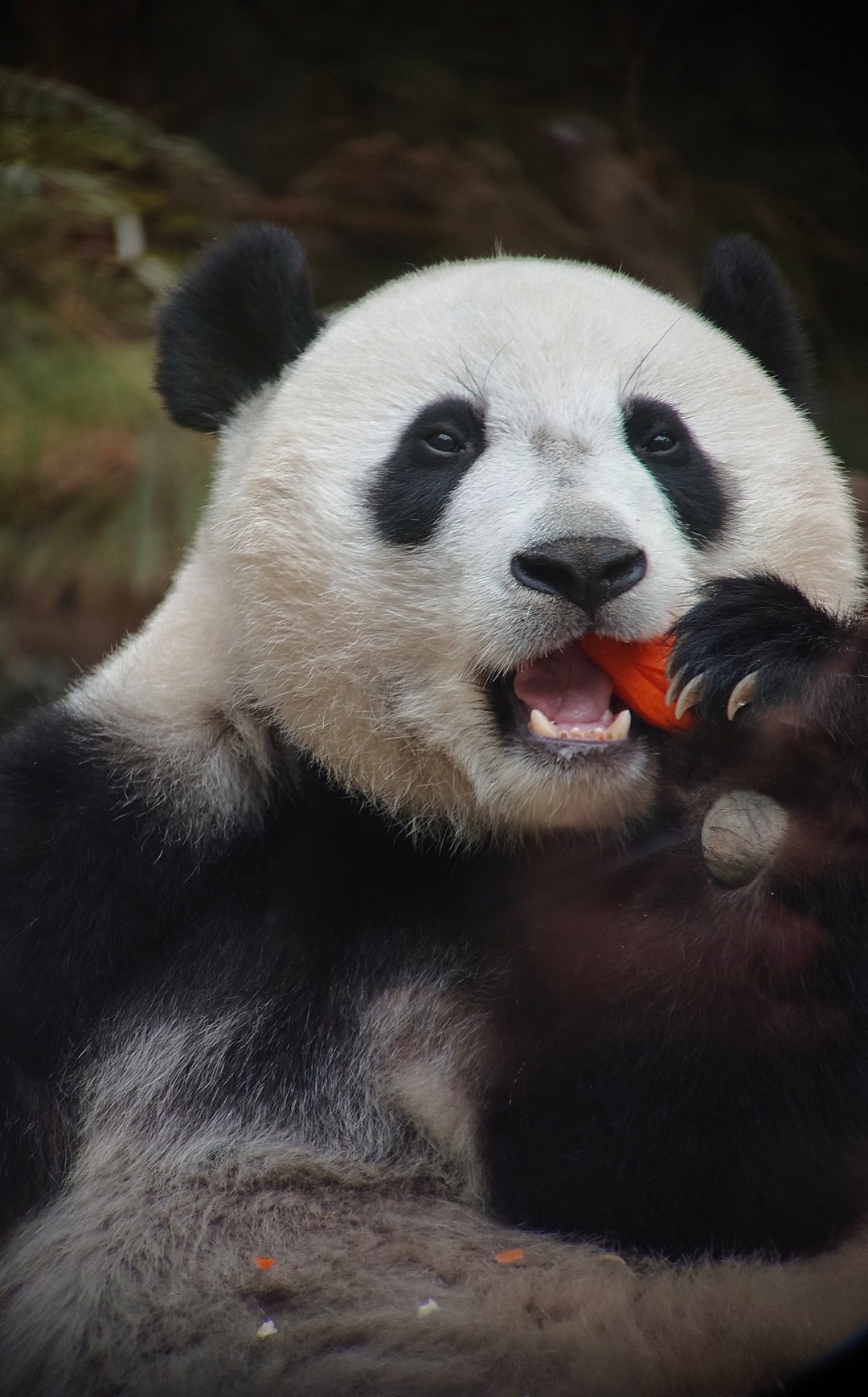 王维宣 20260211 长隆大熊猫“妹珠”过小年,喜提“盆菜”。