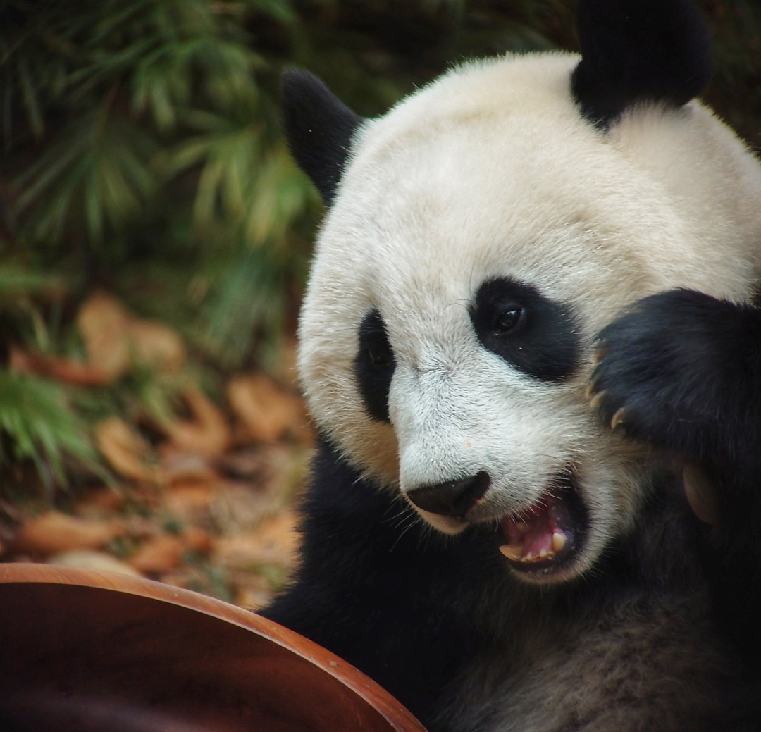 王维宣 20260211 长隆大熊猫“妹珠”过小年,喜提“盆菜”。