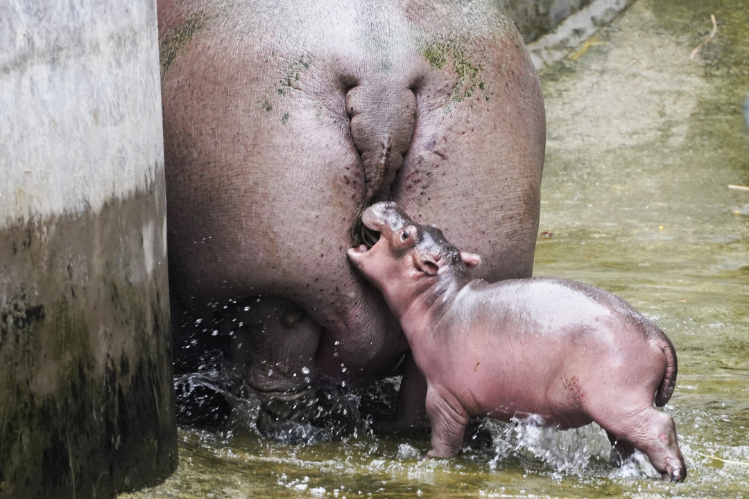 2月11日,春节期间,广州动物园化身为一座“马”趣横生的生态乐园,这里不仅有矮马、斑马等“马家族”成员,更有“斑马线”“河马大嘴巴”等马年专属打卡点位全新上线,搭配“动物明星拜大年”人偶巡游、马年生肖游园会、“马族大揭秘”特展及动物丰容等多场特色活动轮番上演,让动物与市民一起热热闹闹过新年!图为出生不久的河马宝宝。