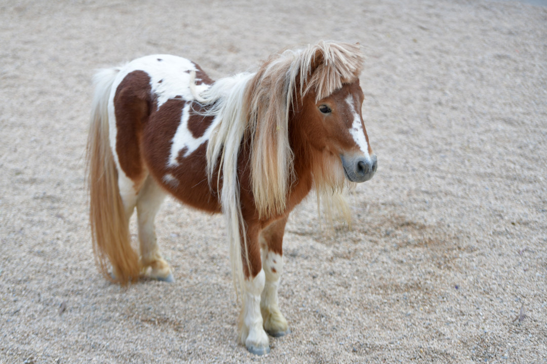 2月11日,春节期间,广州动物园化身为一座“马”趣横生的生态乐园,这里不仅有矮马、斑马等“马家族”成员,更有“斑马线”“河马大嘴巴”等马年专属打卡点位全新上线,搭配“动物明星拜大年”人偶巡游、马年生肖游园会、“马族大揭秘”特展及动物丰容等多场特色活动轮番上演,让动物与市民一起热热闹闹过新年!图为英国设特兰矮马。