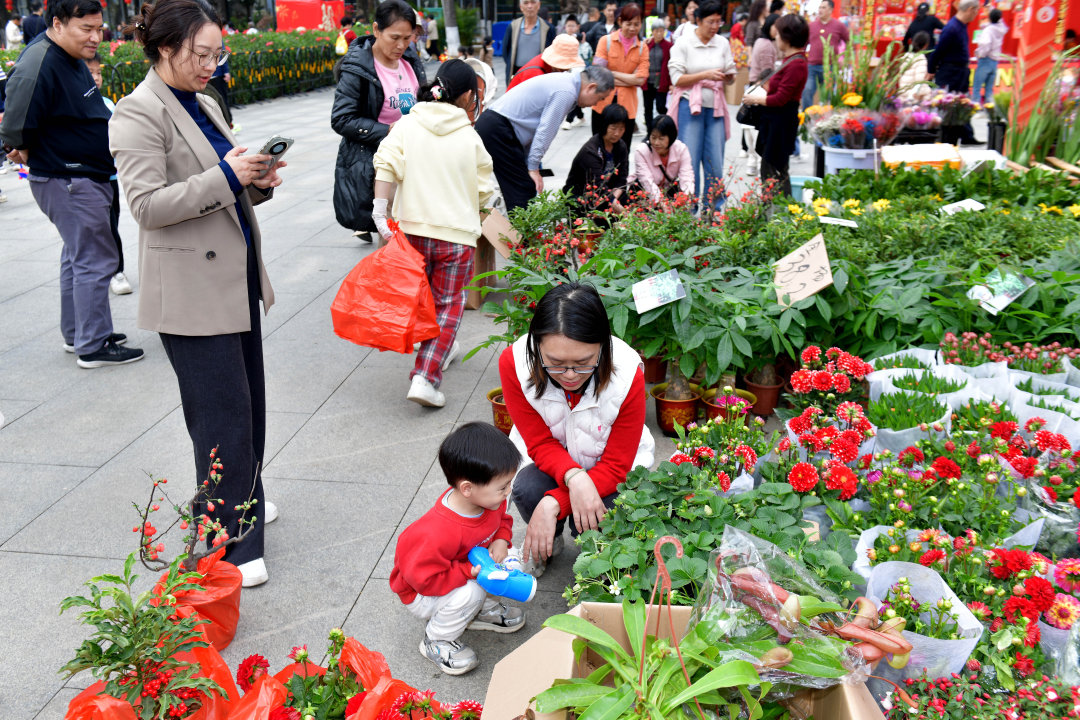 2月12日,以“骏驰黄埔 春满湾区”为主题的黄埔迎春花市热闹开锣。图为市民选购年花。