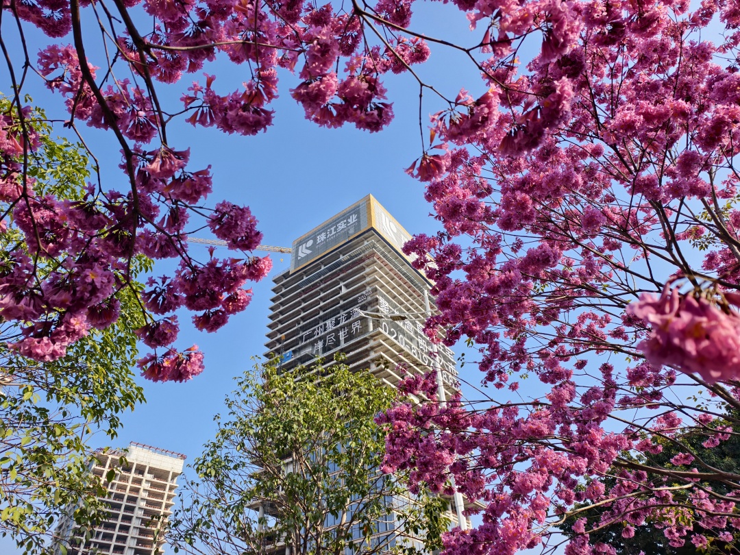 芳村大道大冲口,蓝天下盛开的紫花风铃与拔地而起的高楼相互辉映。
