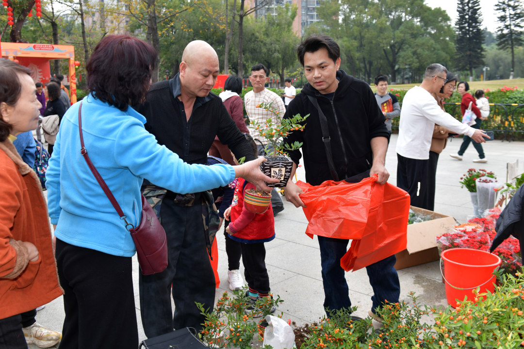 2月12日,以“骏驰黄埔 春满湾区”为主题的黄埔迎春花市热闹开锣。图为市民选购年花。