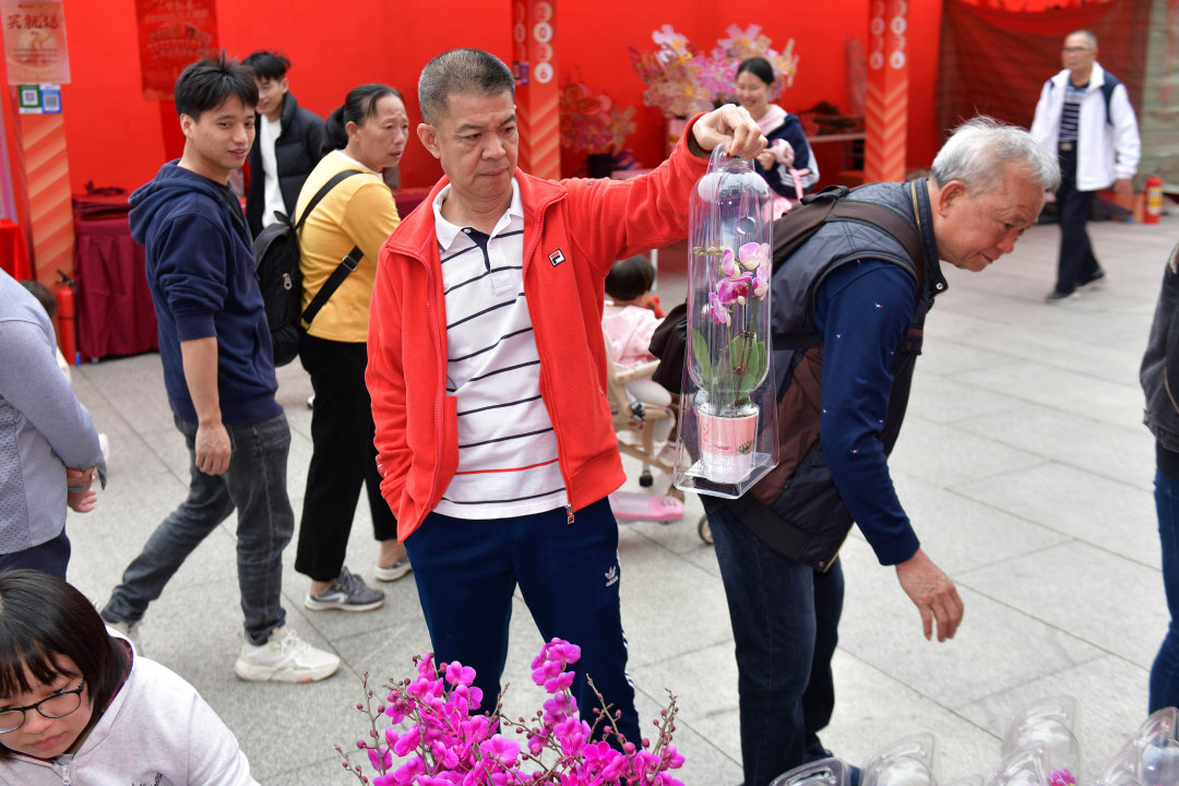 2月12日,以“骏驰黄埔 春满湾区”为主题的黄埔迎春花市热闹开锣。图为市民选购年花。