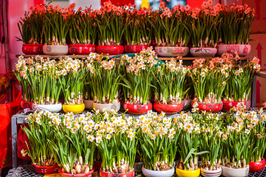 水仙——最热门的年宵花之一。