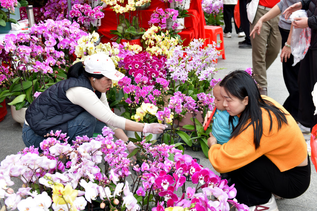 2月12日,以“骏驰黄埔 春满湾区”为主题的黄埔迎春花市热闹开锣。图为市民选购年花。