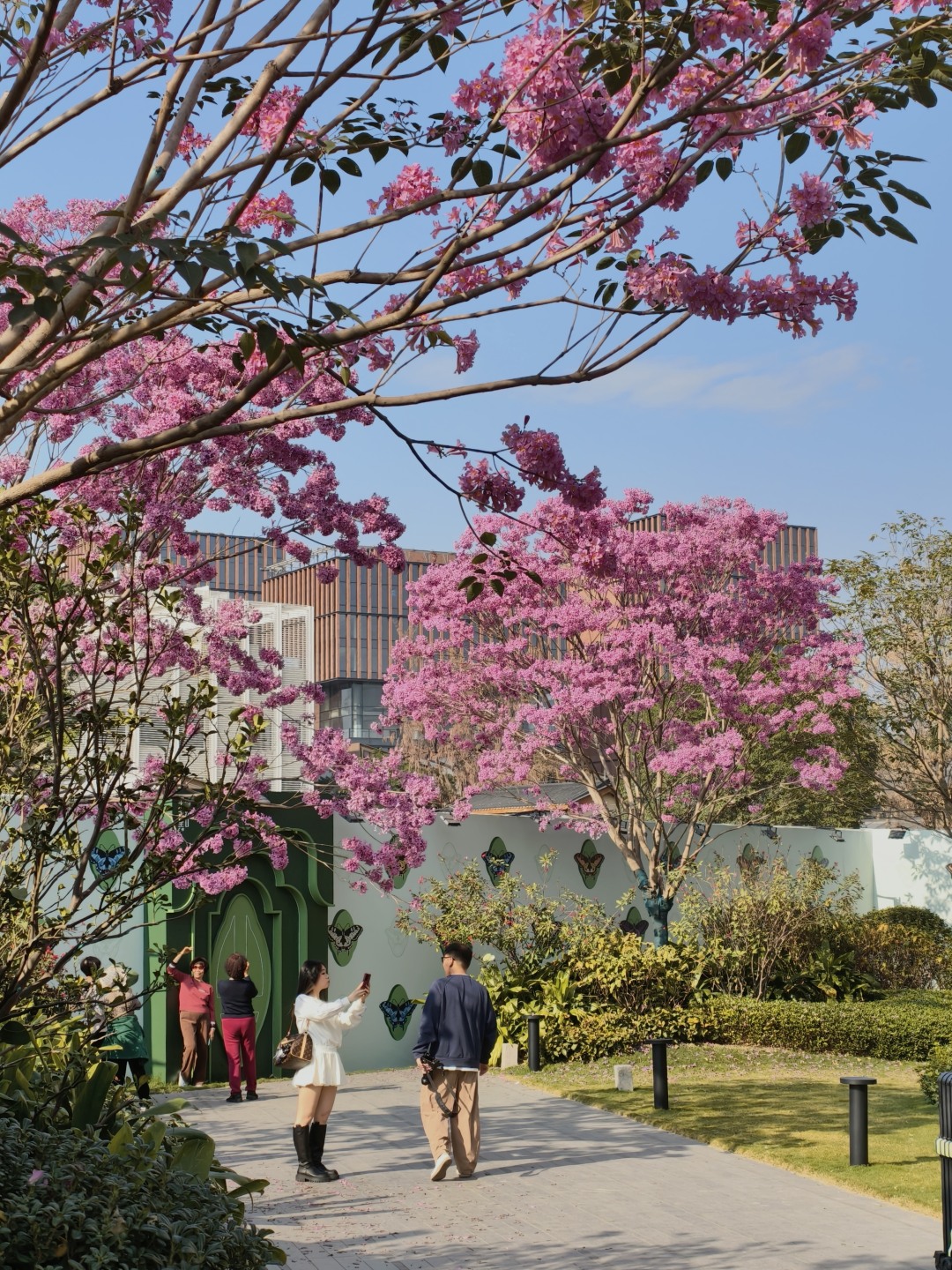 芳村大道大冲口地铁站旁,几棵盛开的紫花风铃吸引了市民在拍照打卡。