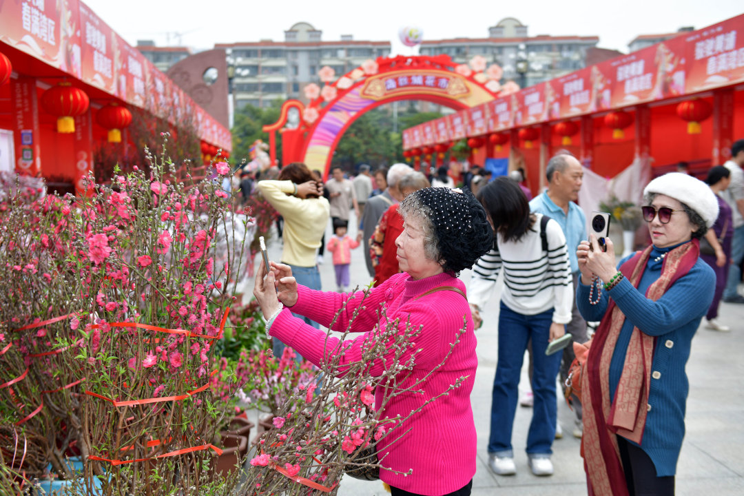 2月12日,以“骏驰黄埔 春满湾区”为主题的黄埔迎春花市热闹开锣。图为市民选购年花。