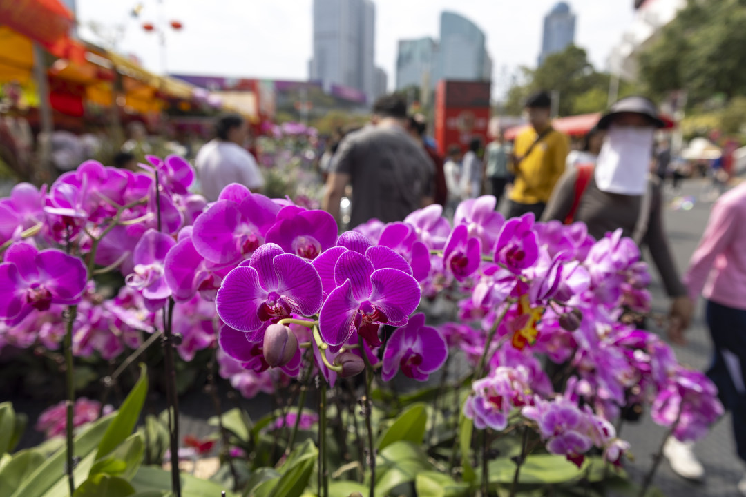 天河花市,市民挑选年花。
