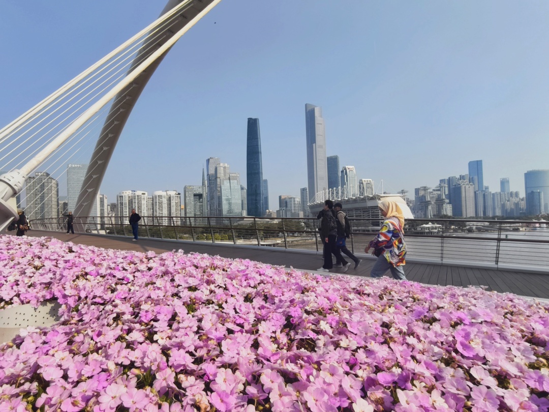 海心桥上粉色的花丛与珠江新城的高楼形成一幅美丽的城市画卷。