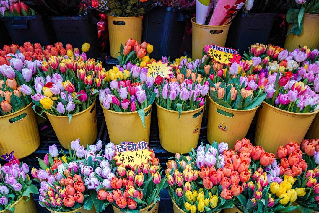 花市上的郁金香鲜花。