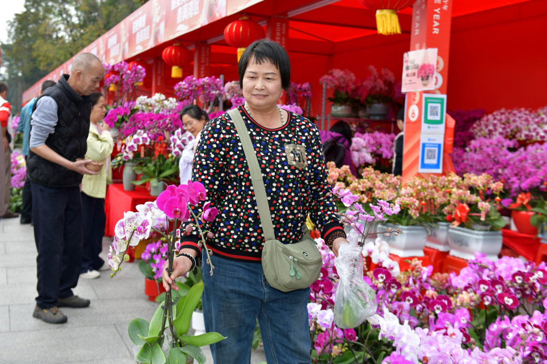 2月12日,以“骏驰黄埔 春满湾区”为主题的黄埔迎春花市热闹开锣。图为市民选购年花。