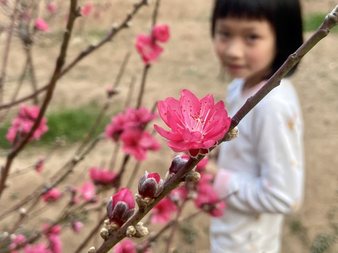 2026年2月14日,春节前夕,广州番禺洛浦街丽江花园内的桃花园迎来盛花期,满园桃花竞相绽放,粉红娇艳,春意盎然。桃花园内游人如织,市民纷纷前来赏花拍照,感受浓浓年味。
文/广州日报新花城记者:高鹤涛
图/广州日报新花城记者:高鹤涛