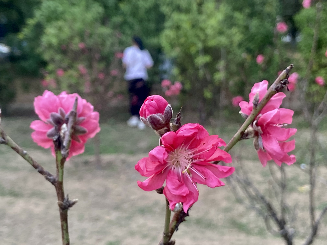 2026年2月14日,春节前夕,广州番禺洛浦街丽江花园内的桃花园迎来盛花期,满园桃花竞相绽放,粉红娇艳,春意盎然。桃花园内游人如织,市民纷纷前来赏花拍照,感受浓浓年味。
文/广州日报新花城记者:高鹤涛
图/广州日报新花城记者:高鹤涛