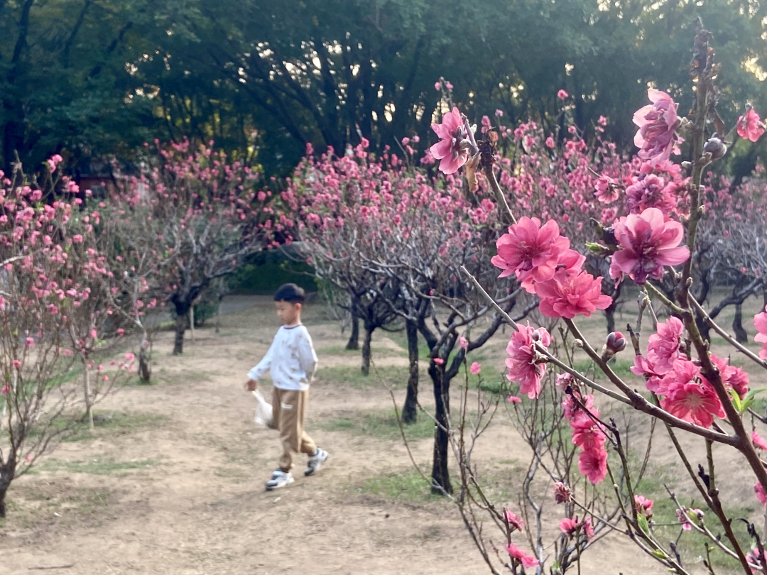 2026年2月14日,春节前夕,广州番禺洛浦街丽江花园内的桃花园迎来盛花期,满园桃花竞相绽放,粉红娇艳,春意盎然。桃花园内游人如织,市民纷纷前来赏花拍照,感受浓浓年味。
文/广州日报新花城记者:高鹤涛
图/广州日报新花城记者:高鹤涛