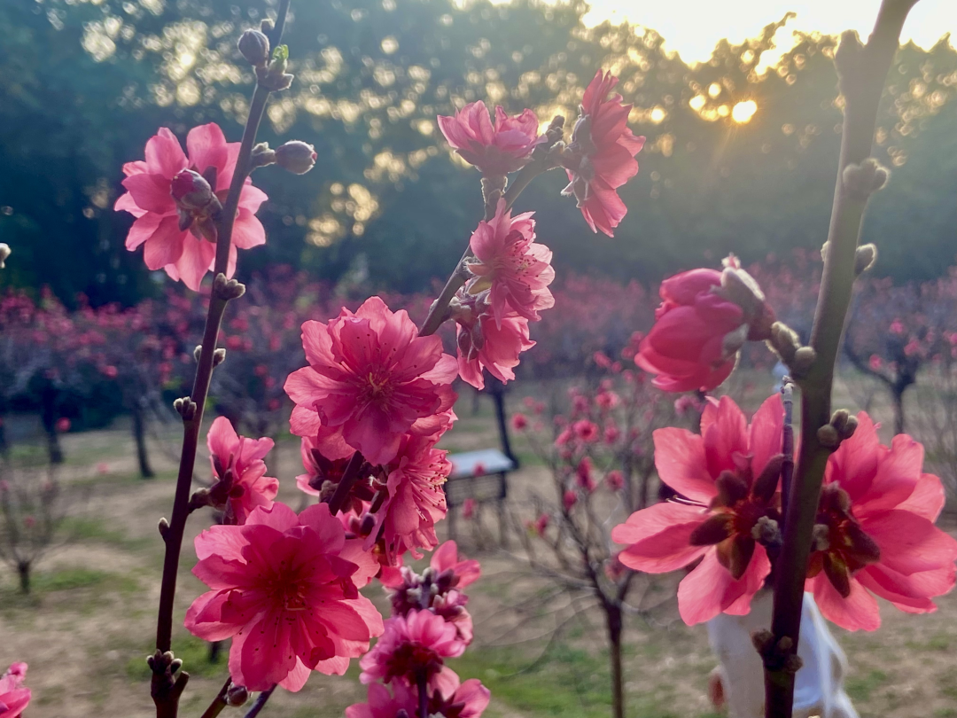 2026年2月14日,春节前夕,广州番禺洛浦街丽江花园内的桃花园迎来盛花期,满园桃花竞相绽放,粉红娇艳,春意盎然。桃花园内游人如织,市民纷纷前来赏花拍照,感受浓浓年味。
文/广州日报新花城记者:高鹤涛
图/广州日报新花城记者:高鹤涛