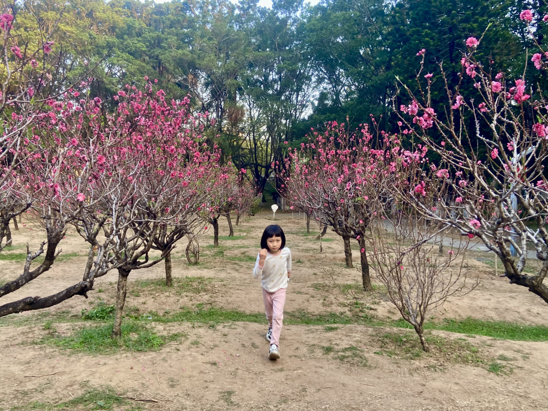 2026年2月14日,春节前夕,广州番禺洛浦街丽江花园内的桃花园迎来盛花期,满园桃花竞相绽放,粉红娇艳,春意盎然。桃花园内游人如织,市民纷纷前来赏花拍照,感受浓浓年味。
文/广州日报新花城记者:高鹤涛
图/广州日报新花城记者:高鹤涛