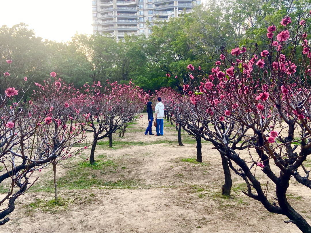 2026年2月14日,春节前夕,广州番禺洛浦街丽江花园内的桃花园迎来盛花期,满园桃花竞相绽放,粉红娇艳,春意盎然。桃花园内游人如织,市民纷纷前来赏花拍照,感受浓浓年味。
文/广州日报新花城记者:高鹤涛
图/广州日报新花城记者:高鹤涛
