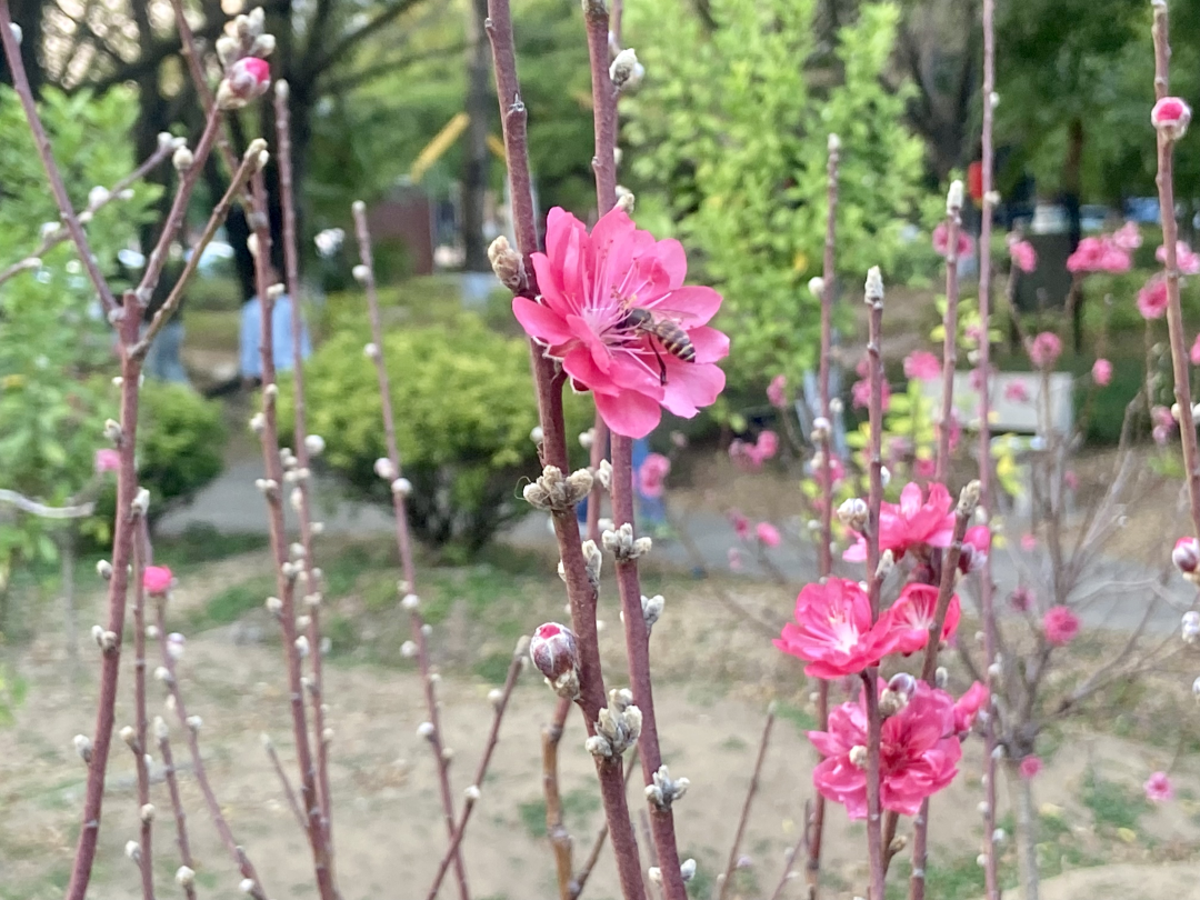 2026年2月14日,春节前夕,广州番禺洛浦街丽江花园内的桃花园迎来盛花期,满园桃花竞相绽放,粉红娇艳,春意盎然。桃花园内游人如织,市民纷纷前来赏花拍照,感受浓浓年味。
文/广州日报新花城记者:高鹤涛
图/广州日报新花城记者:高鹤涛