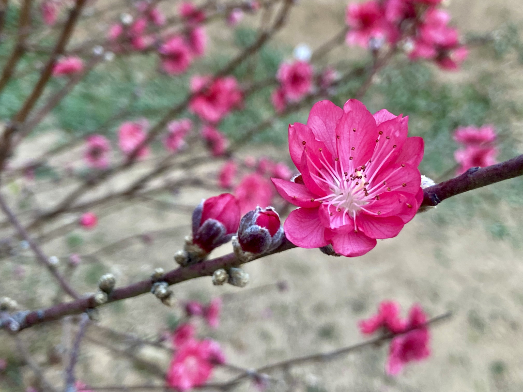 2026年2月14日,春节前夕,广州番禺洛浦街丽江花园内的桃花园迎来盛花期,满园桃花竞相绽放,粉红娇艳,春意盎然。桃花园内游人如织,市民纷纷前来赏花拍照,感受浓浓年味。
文/广州日报新花城记者:高鹤涛
图/广州日报新花城记者:高鹤涛