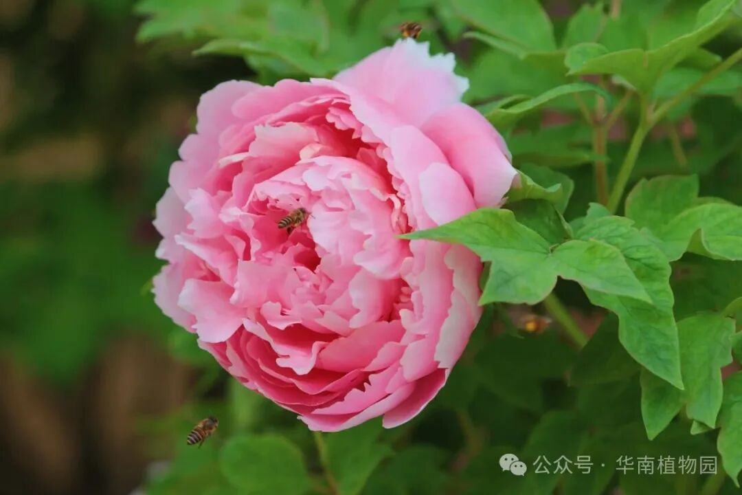 华南国家植物园