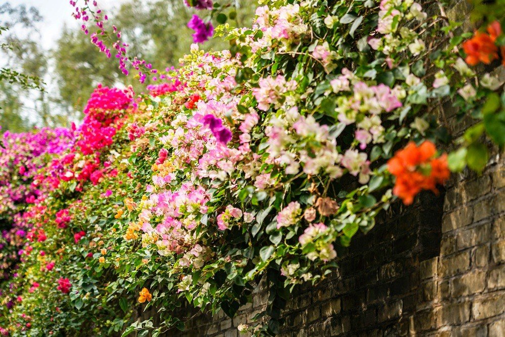 吴子良 20260206 马岭观花植物园.jpg