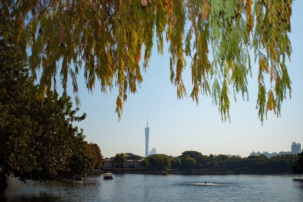 陈忧子 20260110 广州东湖 落羽杉与广州塔同框.jpg