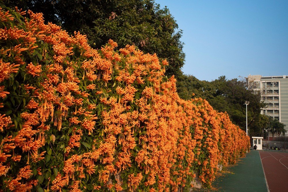 陈忧子 20260118 广州 冷空气前增温效应水杉红 炮仗花开.jpg