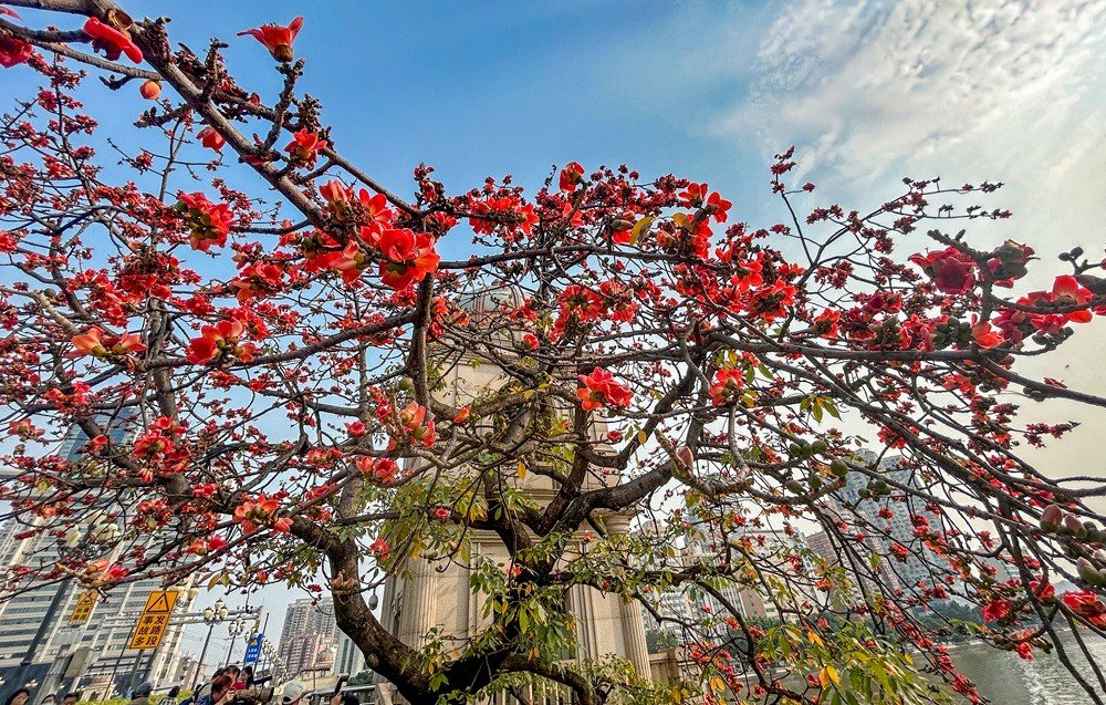 廖雪明20250407木棉花开的春天 (3).jpg