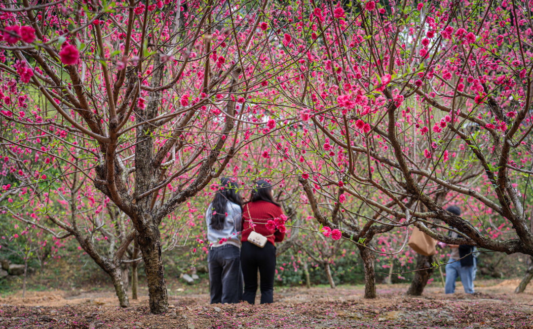 微信图片_20260217180152