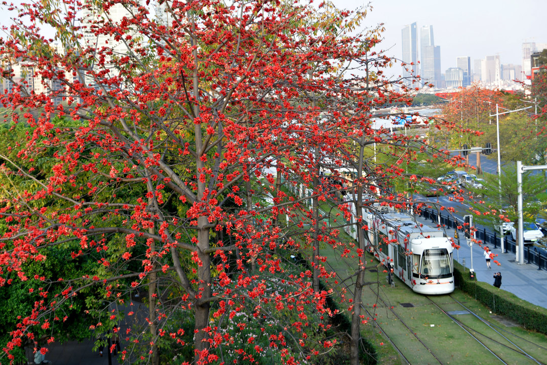 杨耀烨20250320木棉红 夕阳 (3).jpg 杨耀烨20250320木棉红 夕阳 (3).jpg