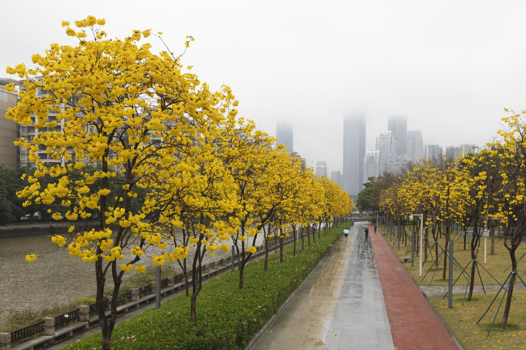 陈忧子20250305下雨天 雾霾天 (15)