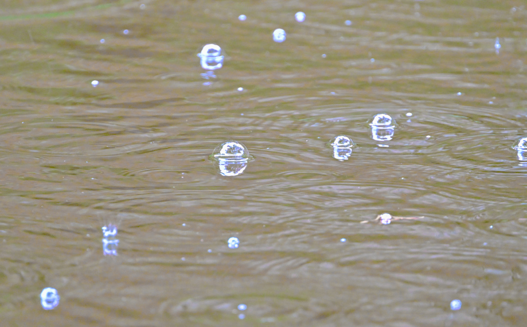 雨点落在湖中,水面上冒起晶莹的小水泡。图/广州日报新花城记者:廖雪明