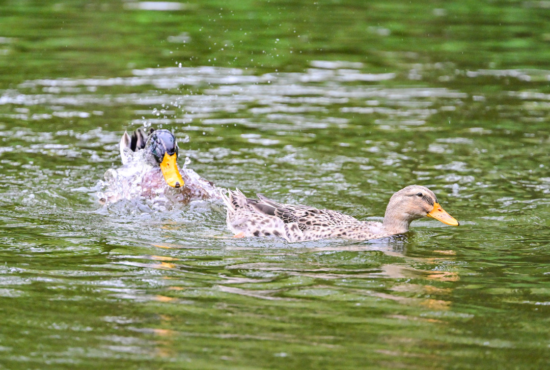鸭子在雨中戏水。图/广州日报新花城记者:廖雪明