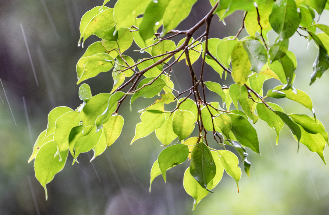 绵绵春雨给广州带来湿冷天气。图/广州日报新花城记者:廖雪明