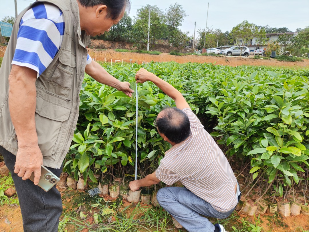 技术人员检查苗木