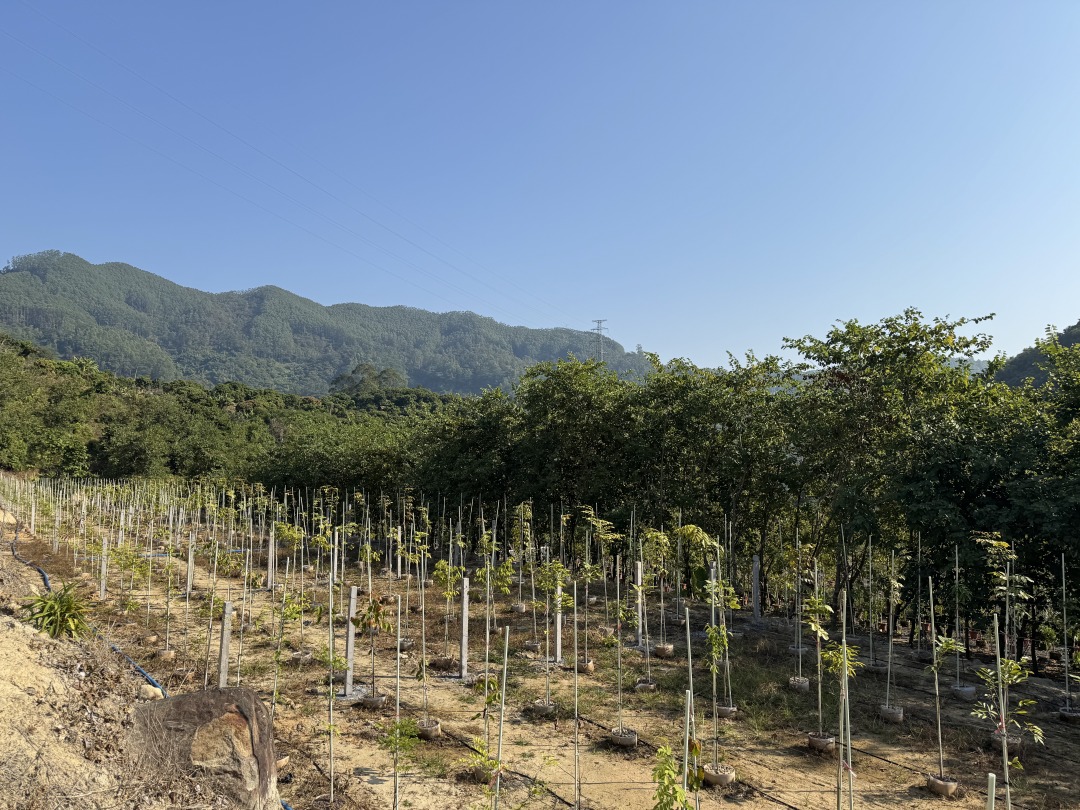 沉香、降香黄檀等珍贵树种园林化苗木培育