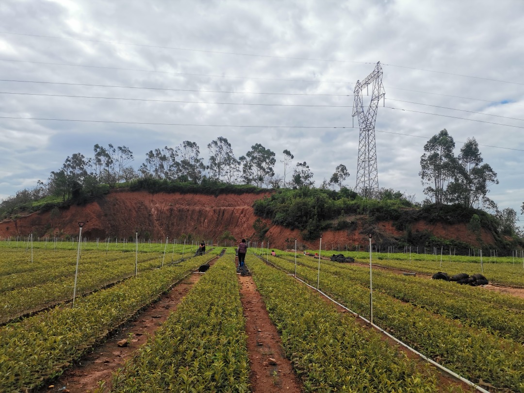 工人在给种苗浇水