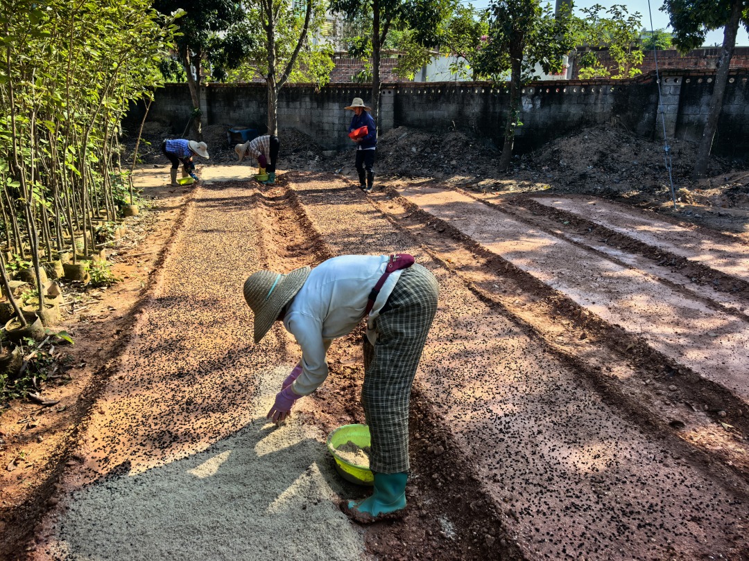 苗木工人在播种
