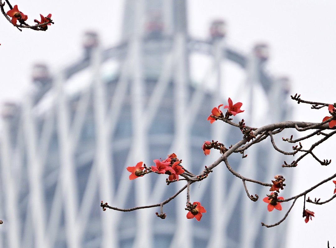 廖雪明260304天气:广州塔下木棉花开 (1)