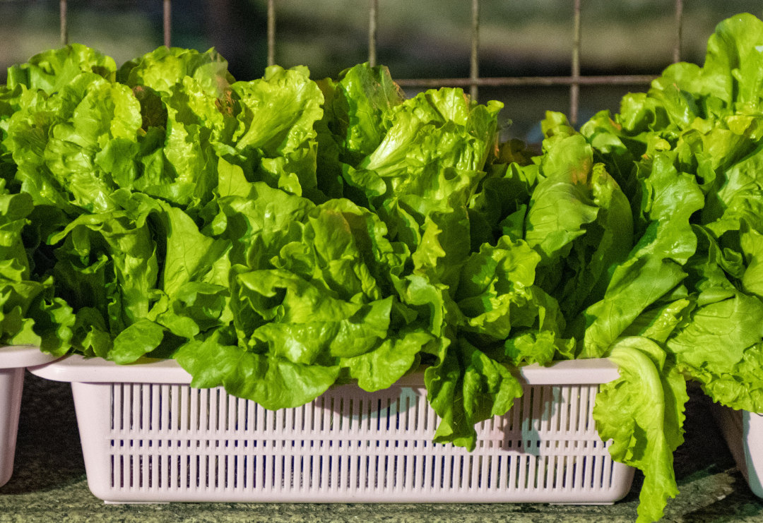 廖雪明20230216坑口生菜会 热闹开锣 (1)