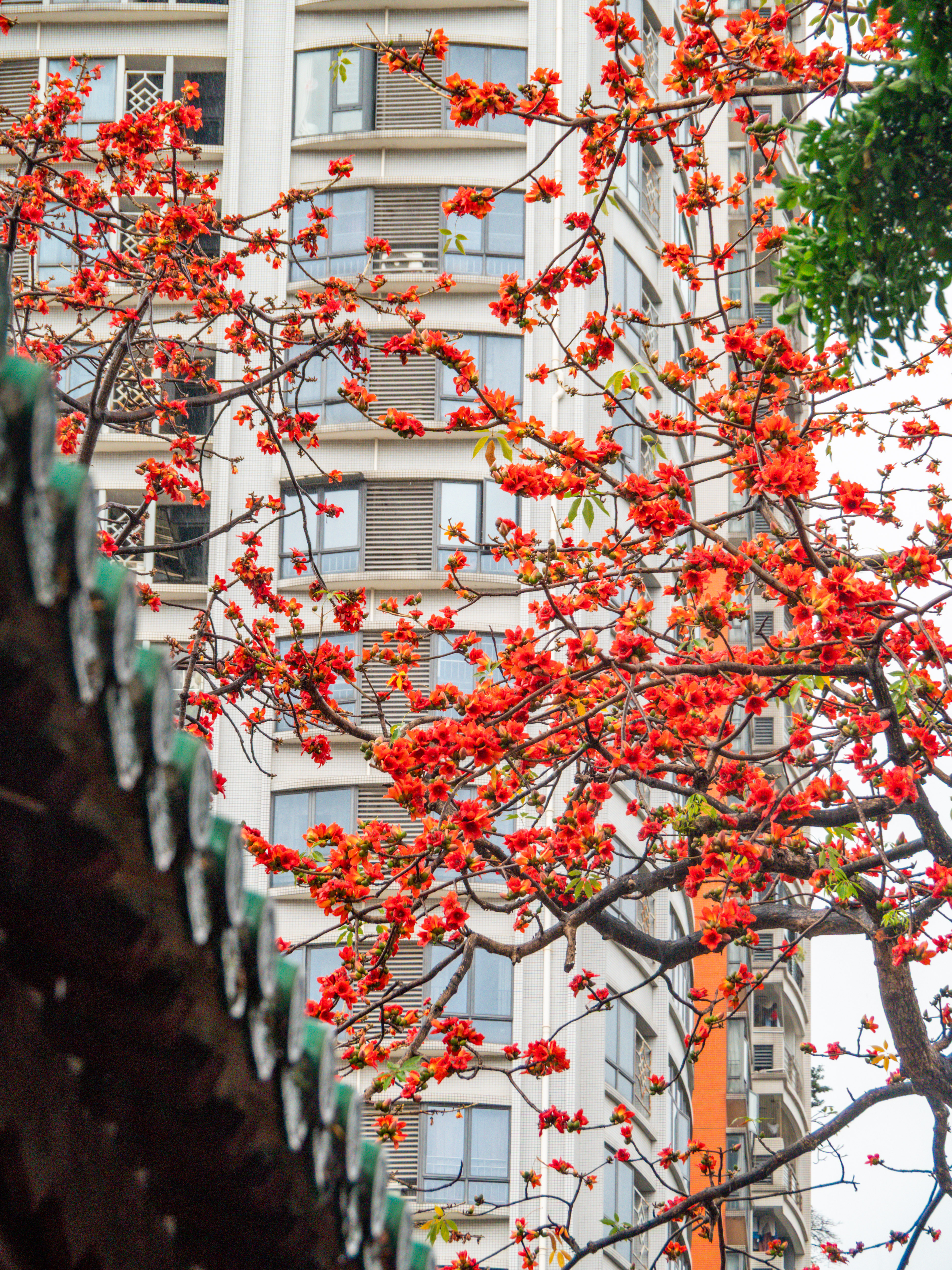 先觉春风一夜来