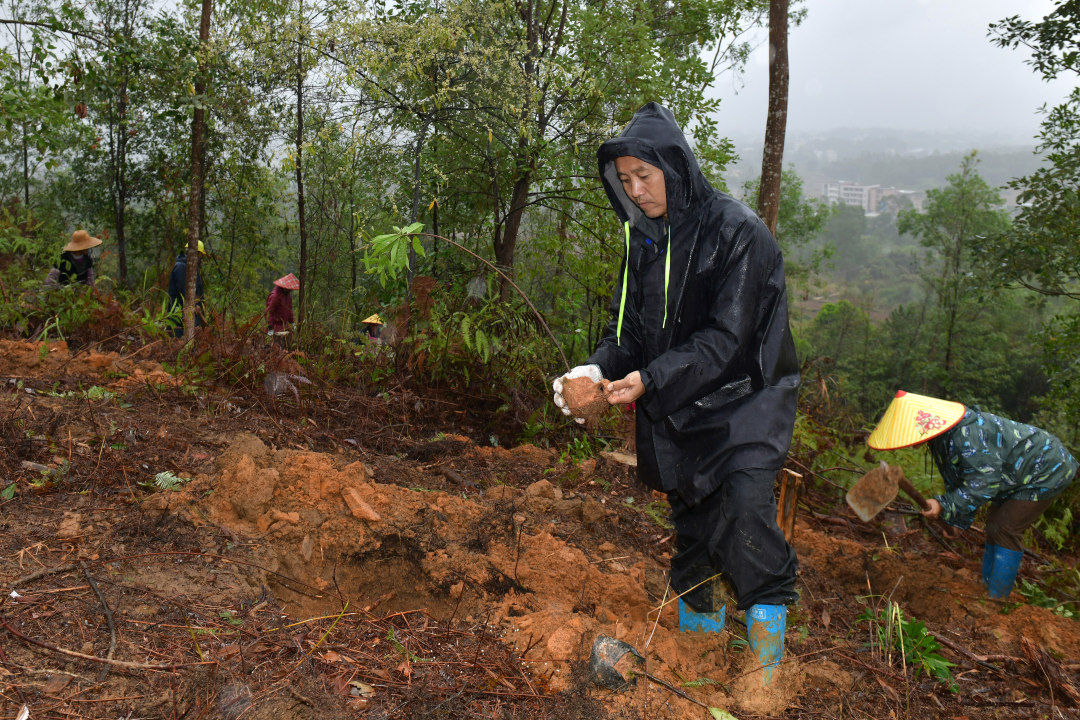 3月10日,云浮罗定市罗平镇乌龙村千亩级森林景观大斑块造林项目现场,200余名造林人员分工协作、干劲十足,一棵棵新苗迎着春光扎根沃土,南粤大地处处涌动着播绿添翠的热潮。图为造林人员在植树。