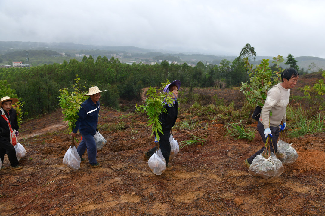 3月10日,云浮罗定市罗平镇乌龙村千亩级森林景观大斑块造林项目现场,200余名造林人员分工协作、干劲十足,一棵棵新苗迎着春光扎根沃土,南粤大地处处涌动着播绿添翠的热潮。图为造林人员将树苗运送上山。