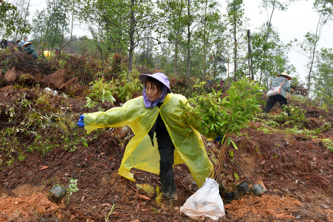 3月10日,云浮罗定市罗平镇乌龙村千亩级森林景观大斑块造林项目现场,200余名造林人员分工协作、干劲十足,一棵棵新苗迎着春光扎根沃土,南粤大地处处涌动着播绿添翠的热潮。图为造林人员在植树。