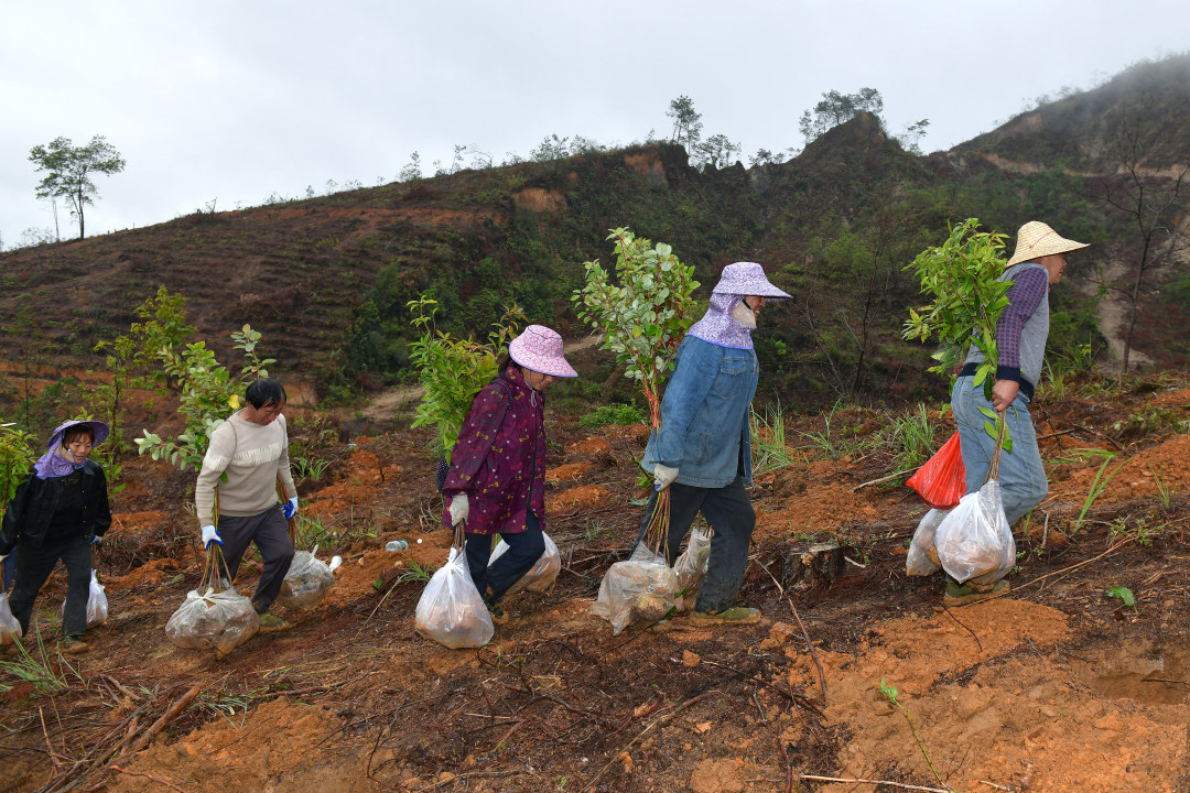 3月10日,云浮罗定市罗平镇乌龙村千亩级森林景观大斑块造林项目现场,200余名造林人员分工协作、干劲十足,一棵棵新苗迎着春光扎根沃土,南粤大地处处涌动着播绿添翠的热潮。图为造林人员将树苗运送上山。