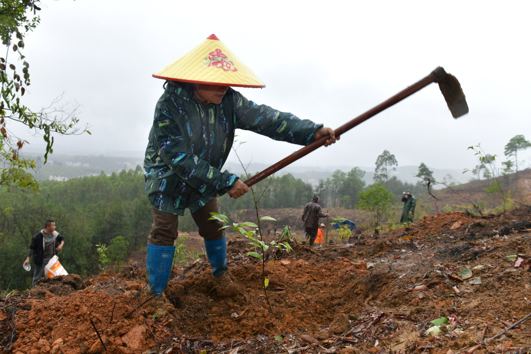 3月10日,云浮罗定市罗平镇乌龙村千亩级森林景观大斑块造林项目现场,200余名造林人员分工协作、干劲十足,一棵棵新苗迎着春光扎根沃土,南粤大地处处涌动着播绿添翠的热潮。图为造林人员在植树。