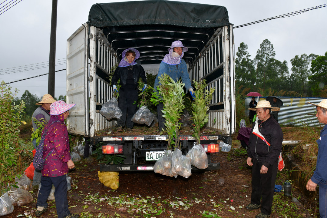 3月10日,云浮罗定市罗平镇乌龙村千亩级森林景观大斑块造林项目现场,200余名造林人员分工协作、干劲十足,一棵棵新苗迎着春光扎根沃土,南粤大地处处涌动着播绿添翠的热潮。图为造林人员将树苗运送上山。