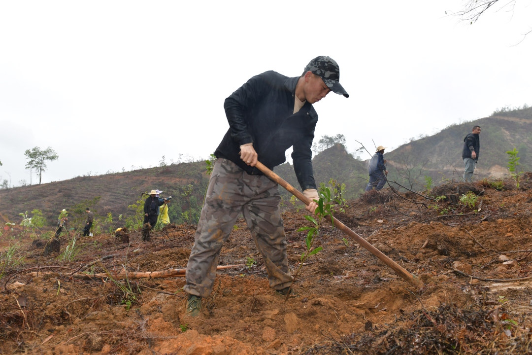 3月10日,云浮罗定市罗平镇乌龙村千亩级森林景观大斑块造林项目现场,200余名造林人员分工协作、干劲十足,一棵棵新苗迎着春光扎根沃土,南粤大地处处涌动着播绿添翠的热潮。图为造林人员在植树。