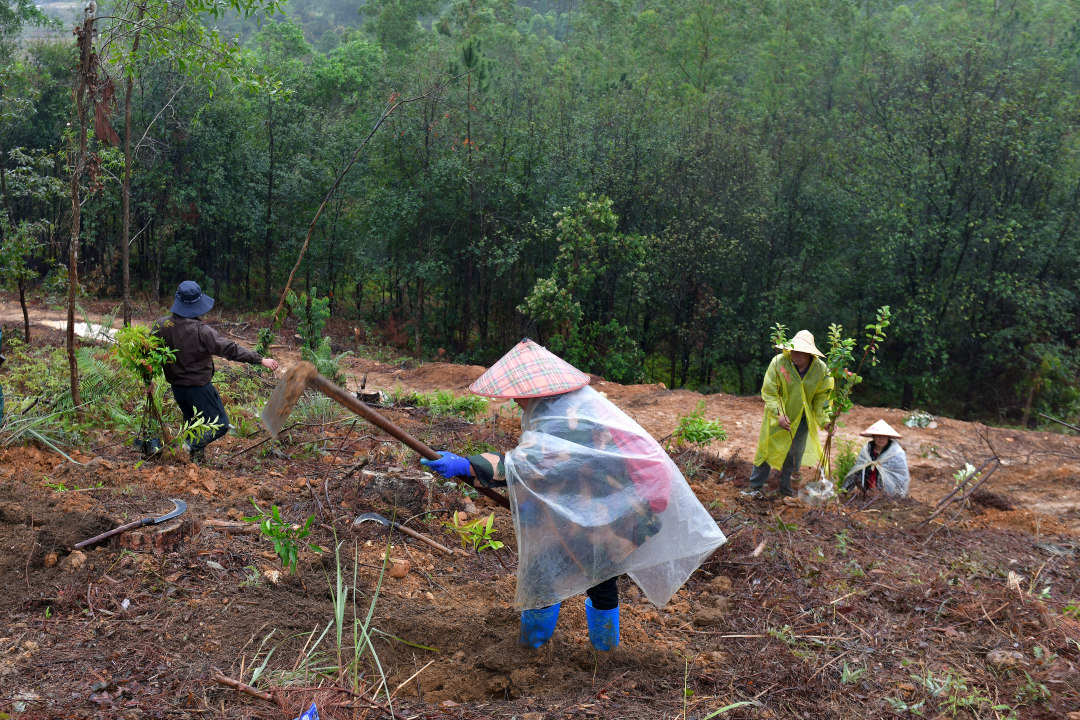 3月10日,云浮罗定市罗平镇乌龙村千亩级森林景观大斑块造林项目现场,200余名造林人员分工协作、干劲十足,一棵棵新苗迎着春光扎根沃土,南粤大地处处涌动着播绿添翠的热潮。图为造林人员在植树。